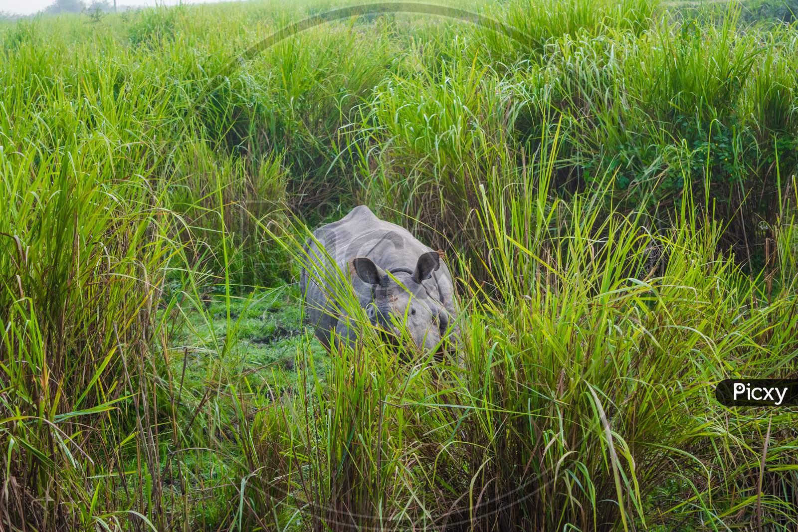 Indian one horned big rhinoceros in Kaziranga National Park - Assam, India