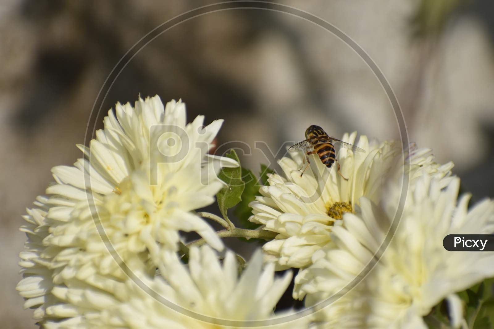 Beautiful Photograph Of Flowers With Honey Bee.