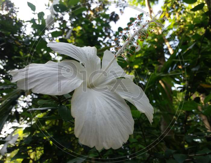 White hibiscus flower in garden