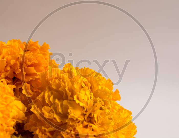 Close up shot of Marigold flowers isolated White Background