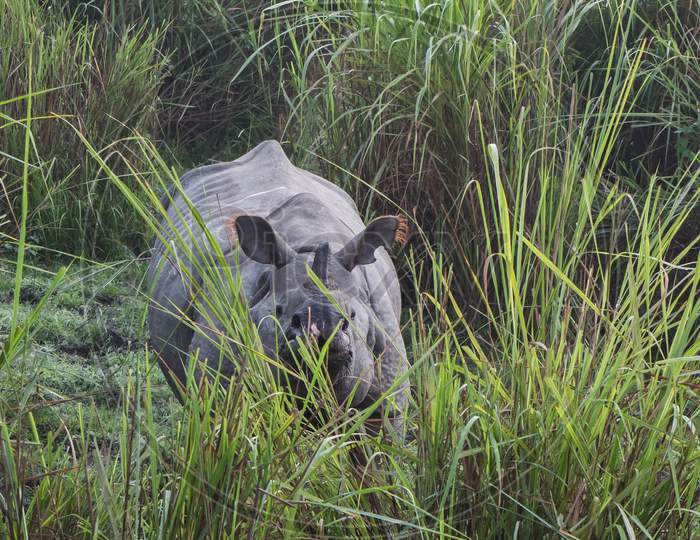 Indian one horned big rhinoceros in Kaziranga National Park - Assam, India