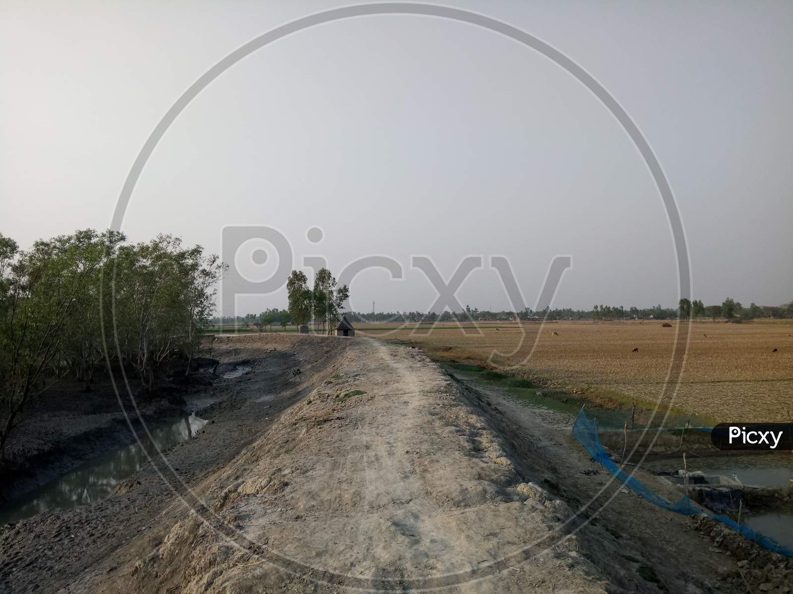 Sunderban rural road