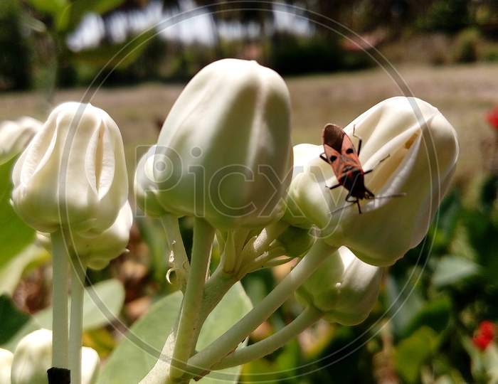 Calotropis gigantea (Yekke flower)
