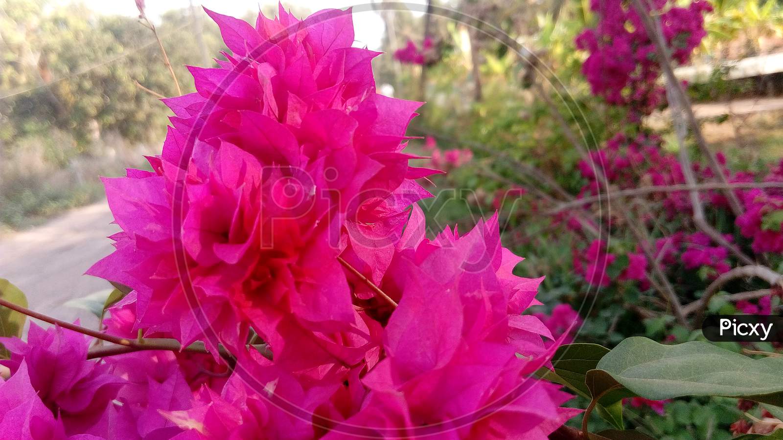 Pink color show flower