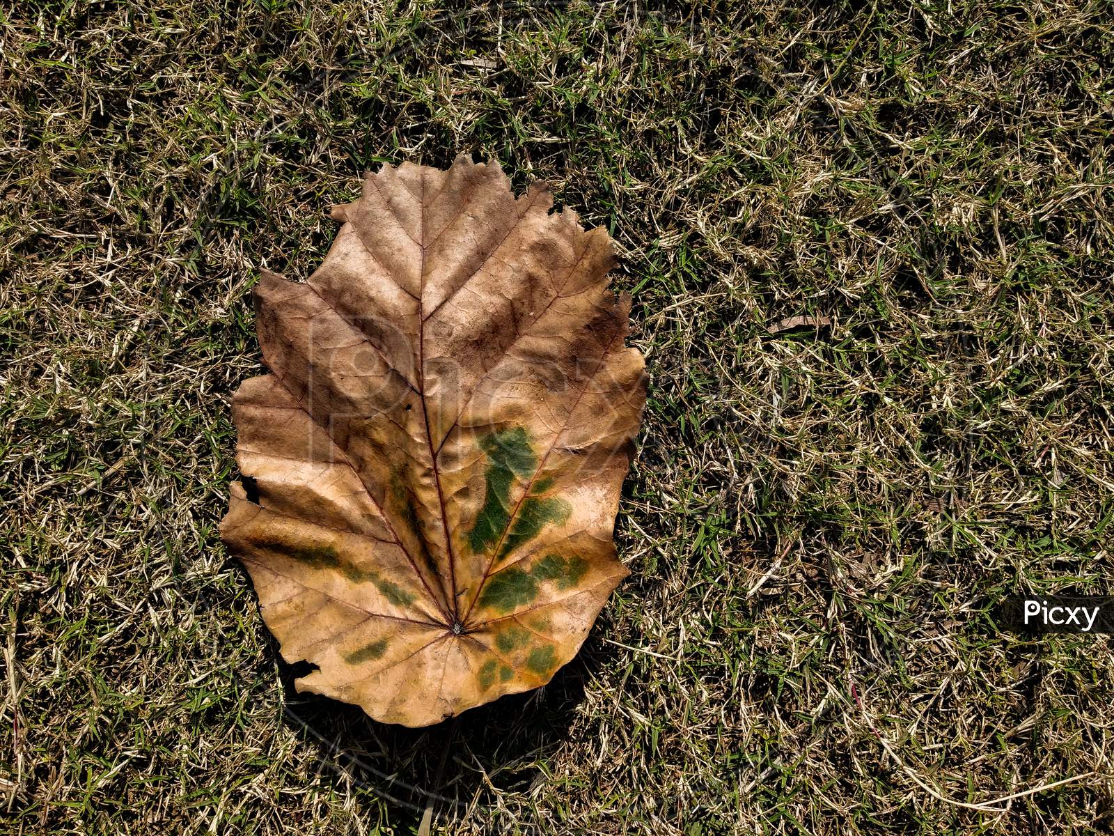 Dry golden leaf on ground