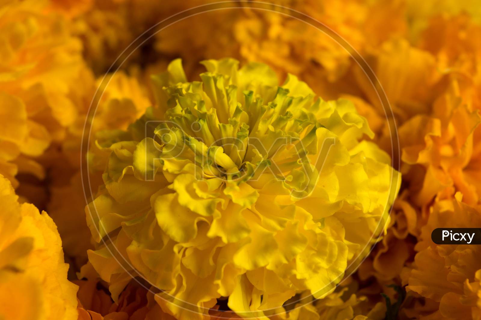 Close up shot of Marigold flower