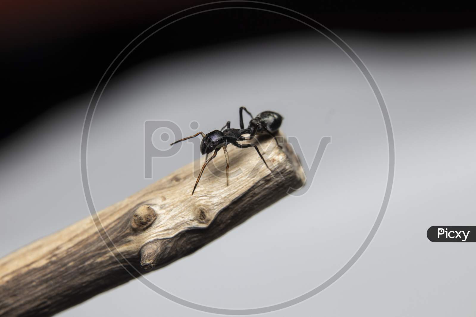 Black Ant Mimicking Jumping Spider On Branch