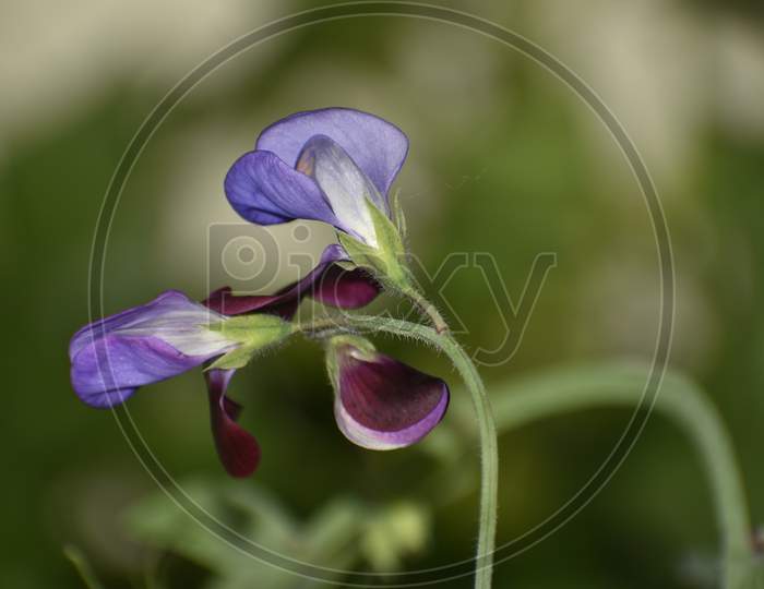 Beautiful Closeup Photograph Of A Pea Flower.