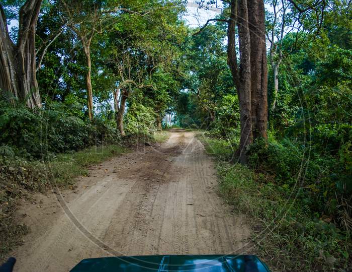 Dirt road surrounded by trees and grassland in Kaziranga National Park, India.