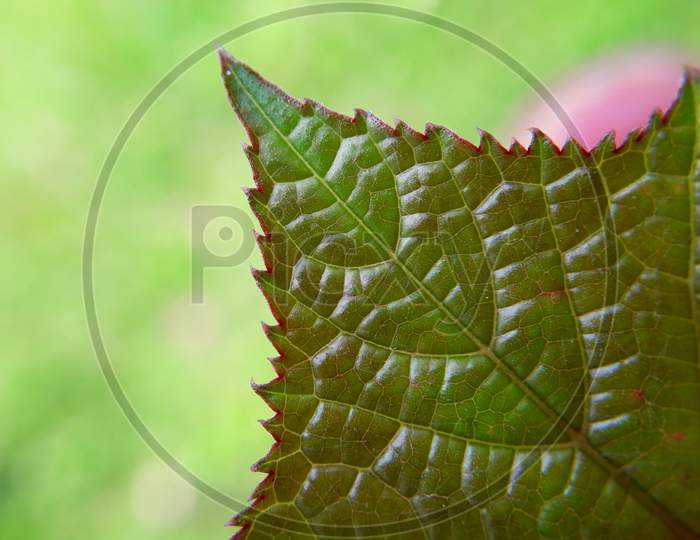 Tip of a leaf