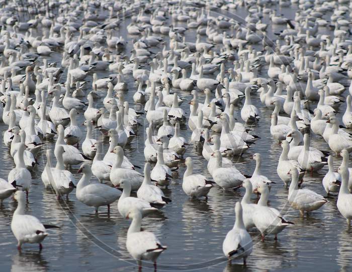 Migrating Snow Geese (Ca 07056)