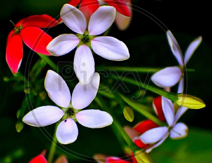 A Beautiful Closeup Photograph of flowers.