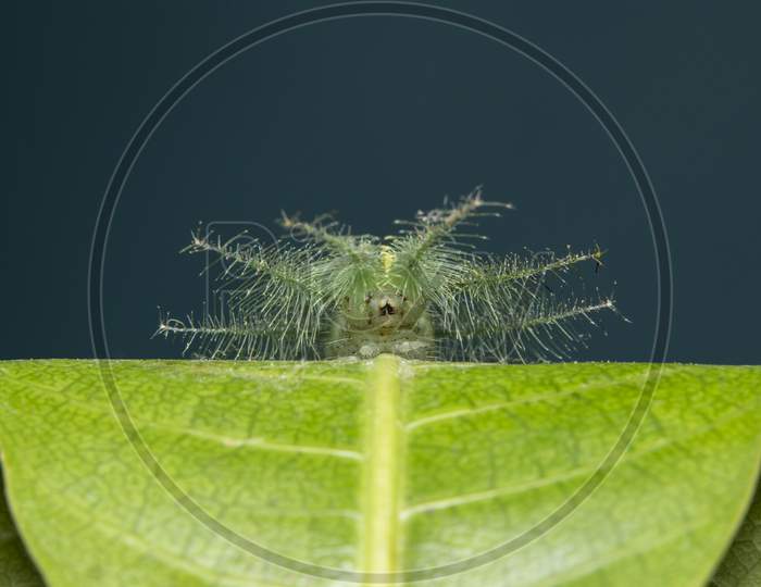 Mango Baron Caterpillar(Euthalia Aconthea) Closeup Face