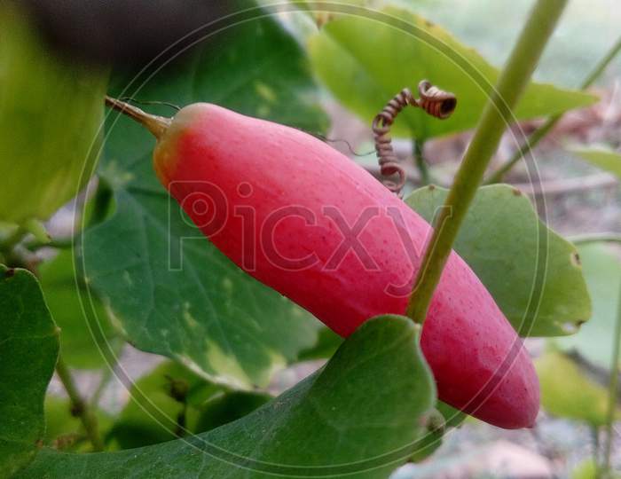 Ivy gourd fruit