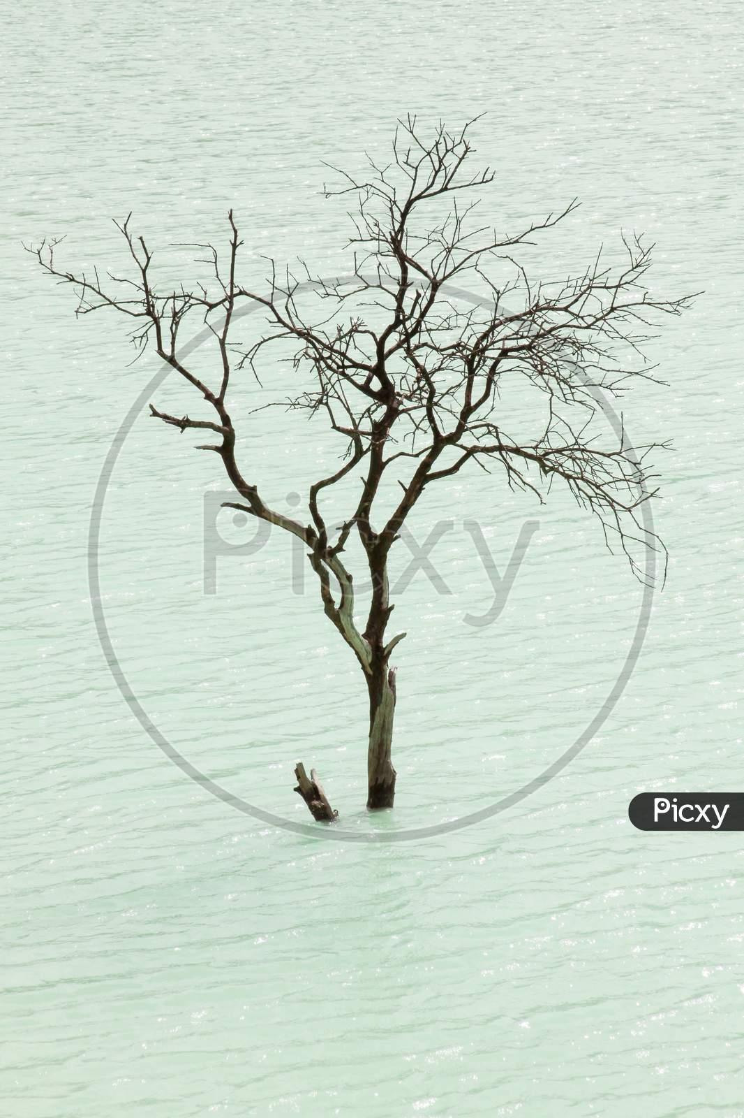 Isolated Tree At Kawah Putih Volcano Lake, Bandung