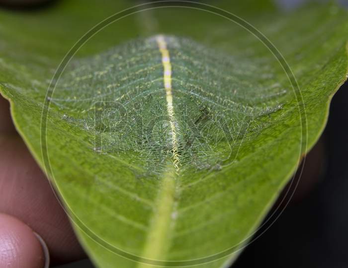 Mango Baron Caterpillar(Euthalia Aconthea) Closeup
