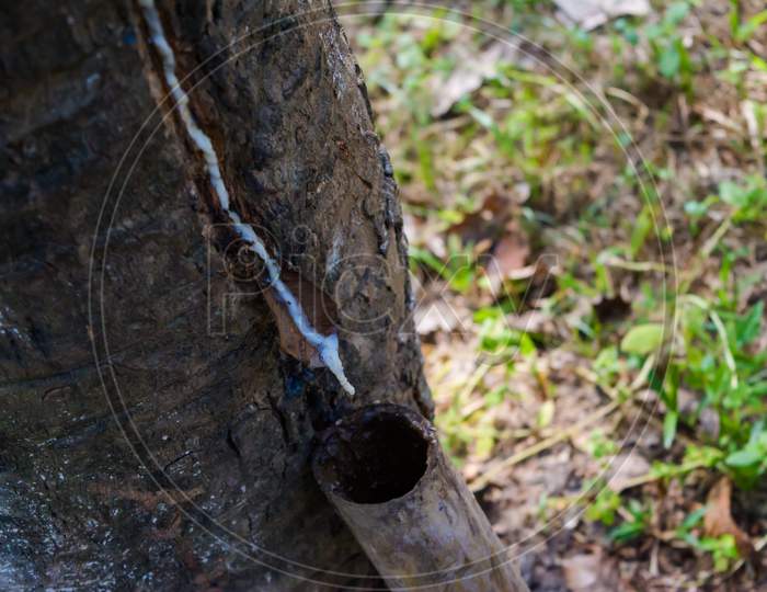 Rubber with slash cuts on a plantation in Assam, India. latex from the rubber trees.