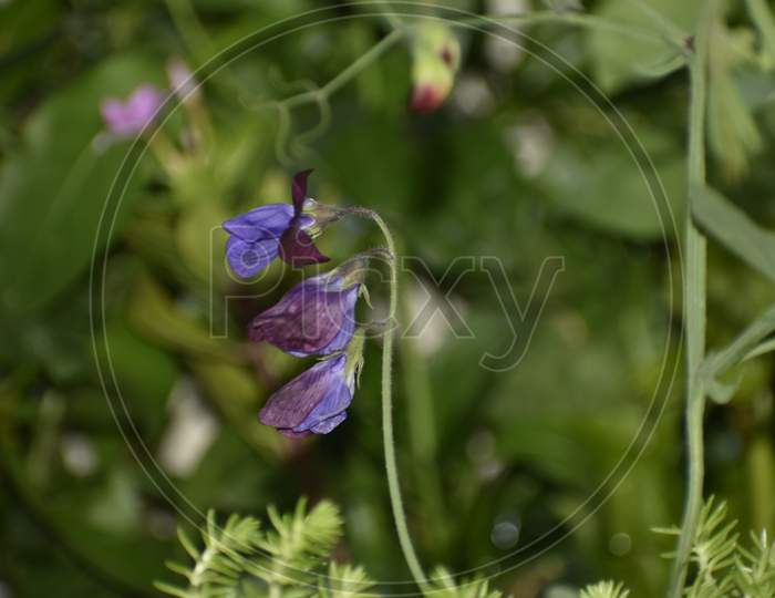 Beautiful Closeup Photograph Of A Pea Flower.