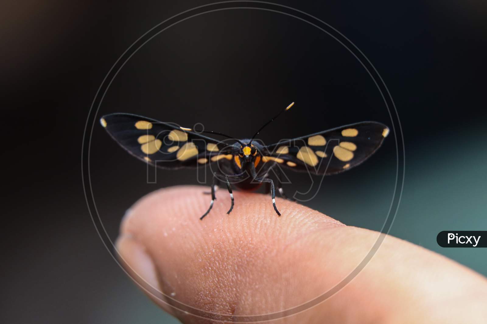 The Handmaiden Moth On Finger Tips