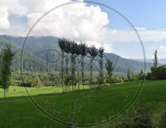 Beautiful Photograph Of lush green paddy fields at Kashmir,India.