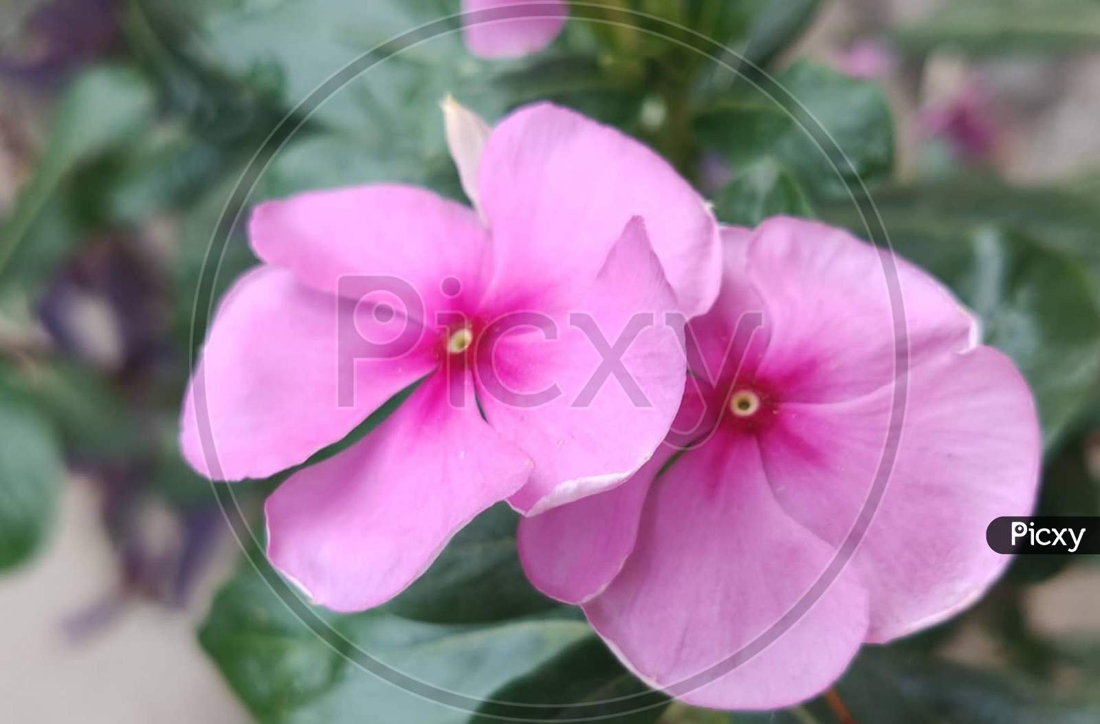 Pink, flowers, twin