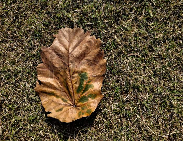 Dry golden leaf on ground