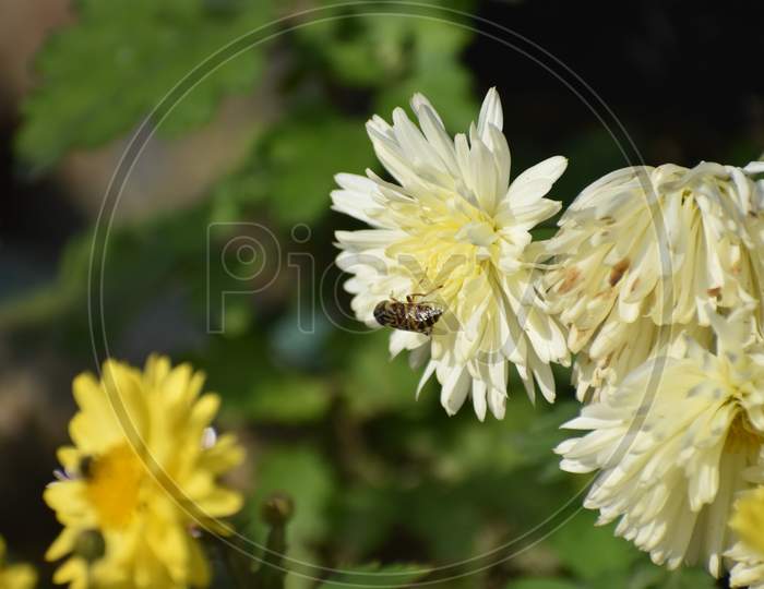 Beautiful Photograph Of Flowers With Honey Bee.