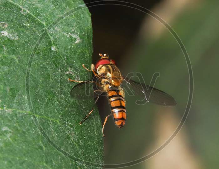Marmalade Hoverfly(Episyrphus Balteatus) In Forest
