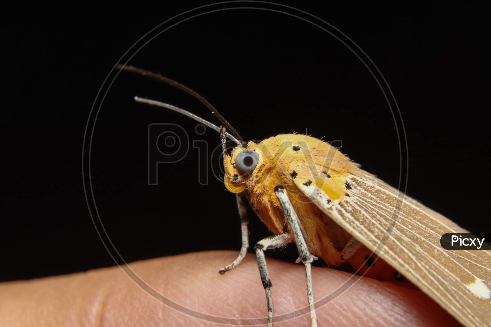 Asota Products Moth Closeup Macro