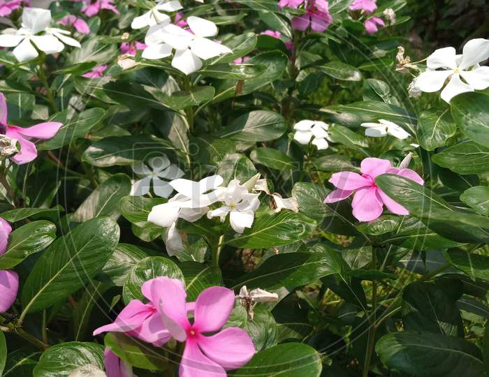 A garden of pink and white periwinkle