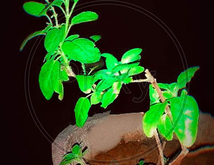 tulsi plant ( herb )