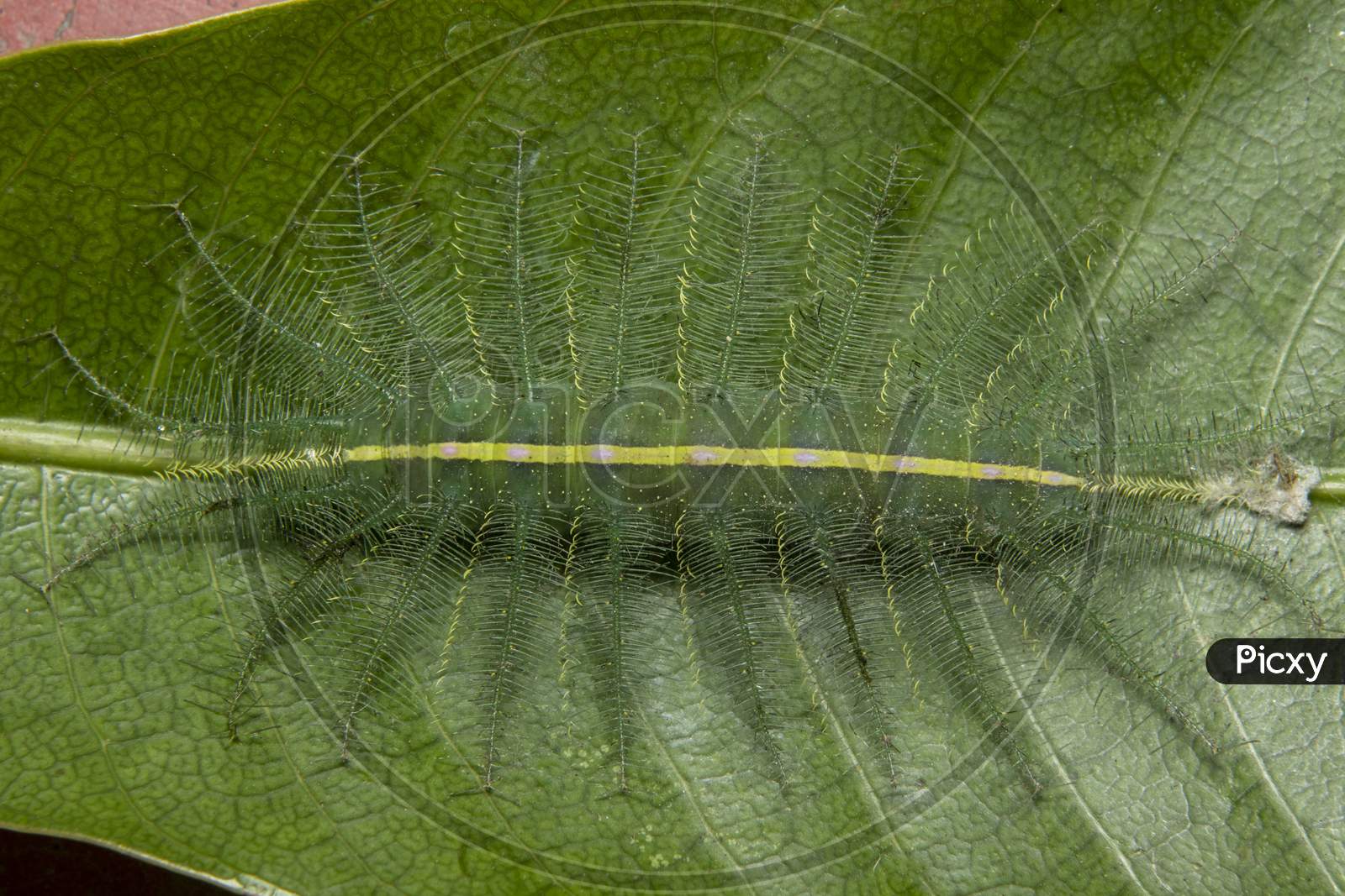 Mango Baron Caterpillar(Euthalia Aconthea)