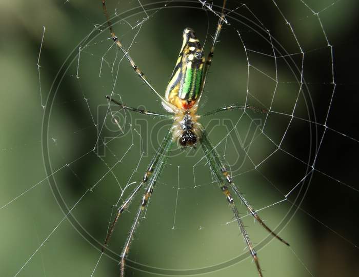 Orchard Ord Weaver Spider On Web