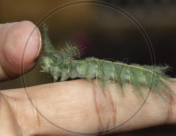 Mango Baron Caterpillar(Euthalia Aconthea) On Finger