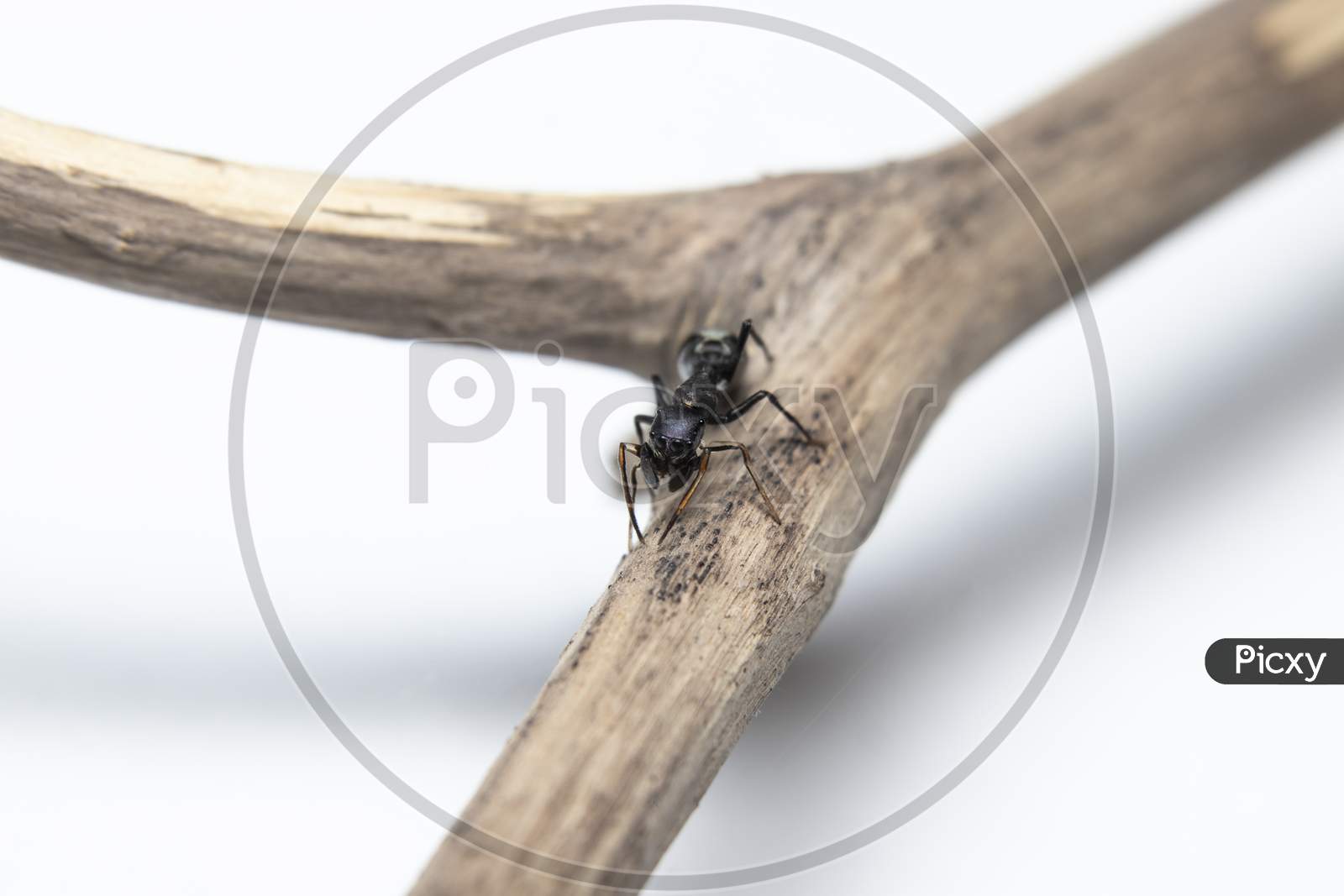 Ant Mimicking Jumping Spider On Branch