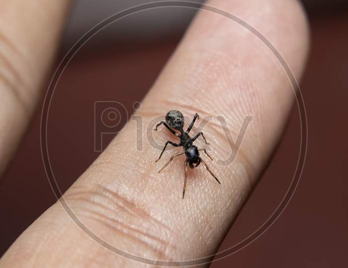 Ant Mimicking Jumping Spider On Finger
