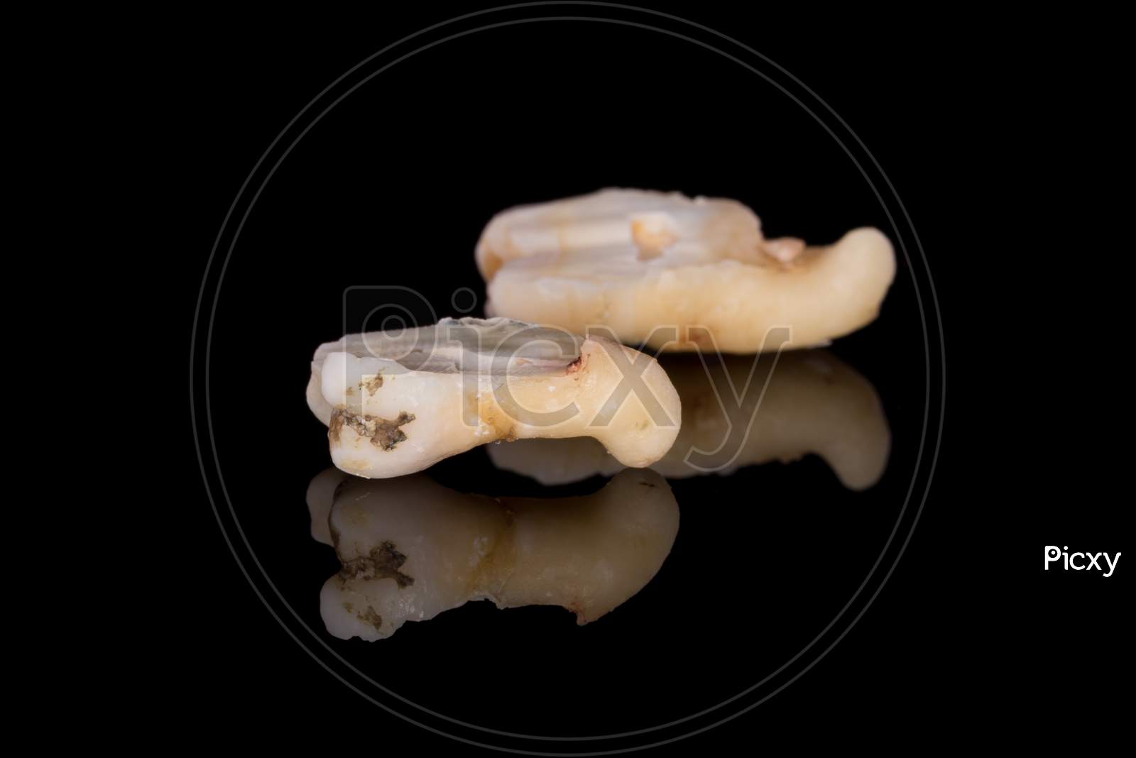 A Closeup Of A Sectioning Right Lower Third Molar With Curved Root. (Adult Tooth Number 48)