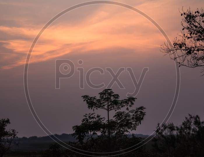 Evening silhouette landscape with plants and Trees in Kaziranga National Park Assam India