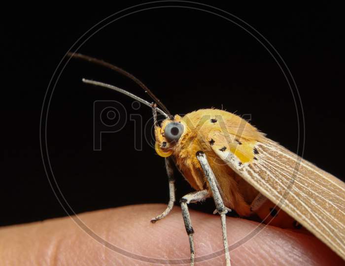 Asota Products Moth Closeup Macro