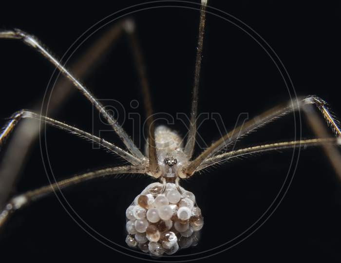 Cellar Spider Or Daddy Long Legs Spider