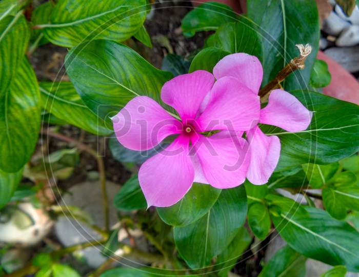 Pink Flower With Green Leaf Background