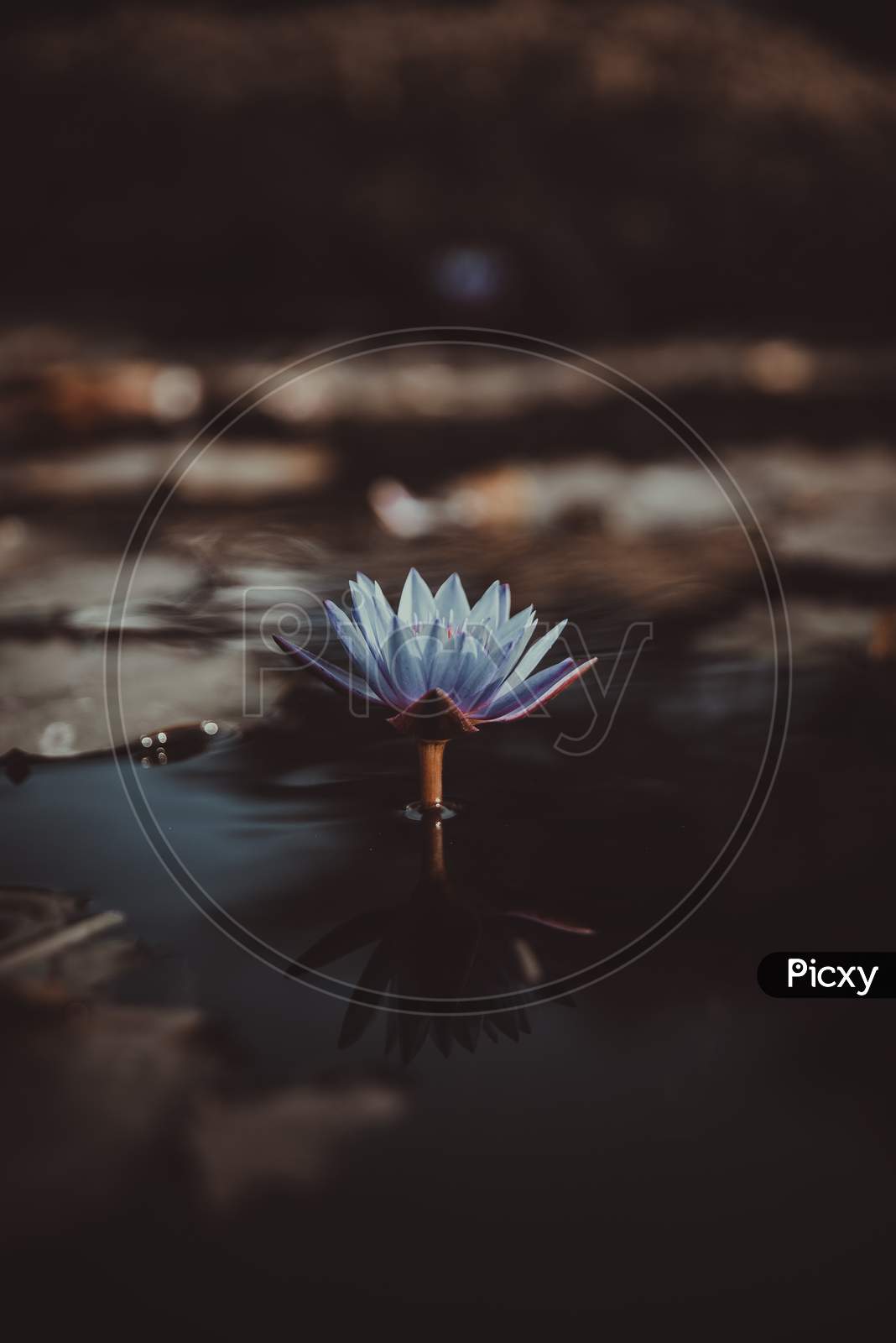 Lotus in a water
