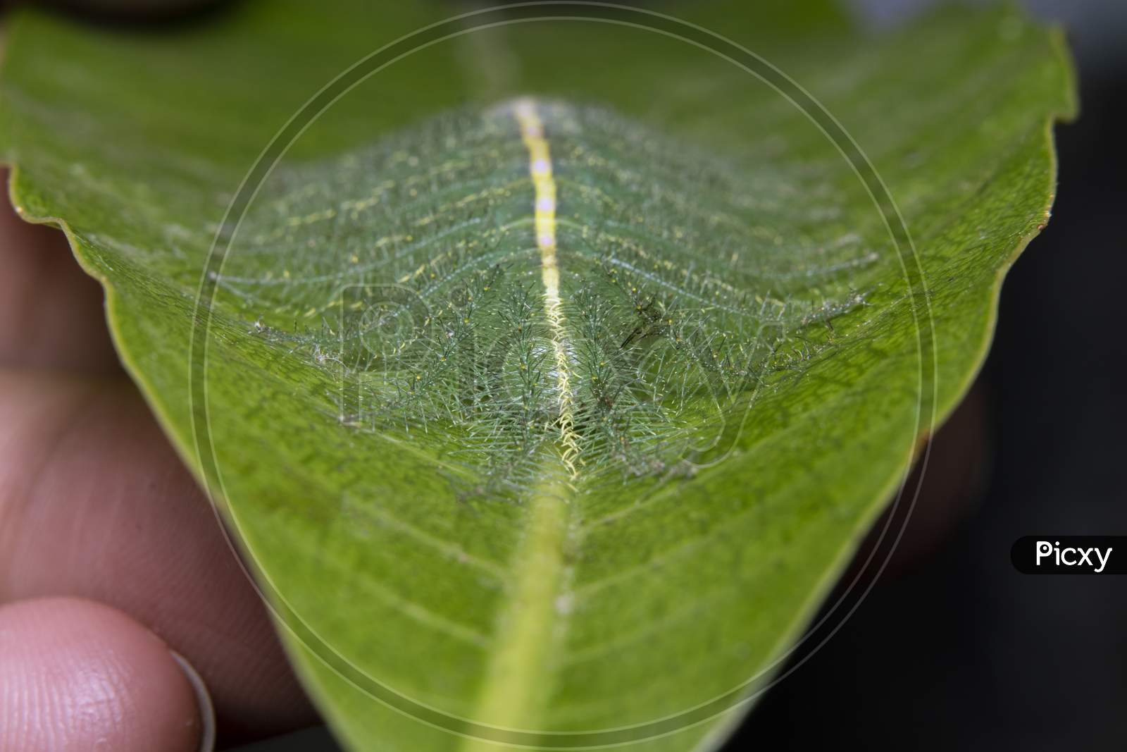 Mango Baron Caterpillar(Euthalia Aconthea) Closeup