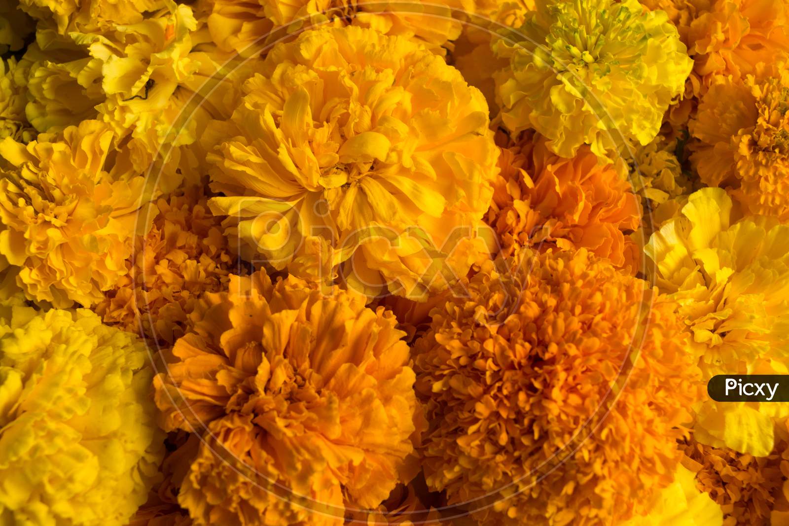 Close up shot of Marigold flowers