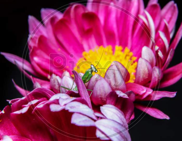 Baby Green Praying Mantis On Flower