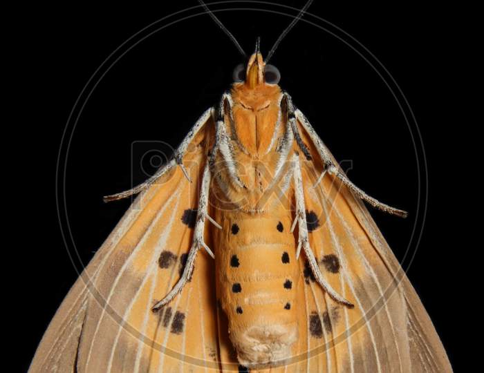 Asota Products Moth Under Side