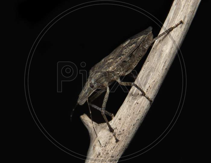 Brown Marmorated Stink Bug On A Branch
