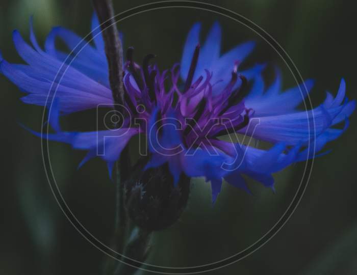 Centaurea cyanus
