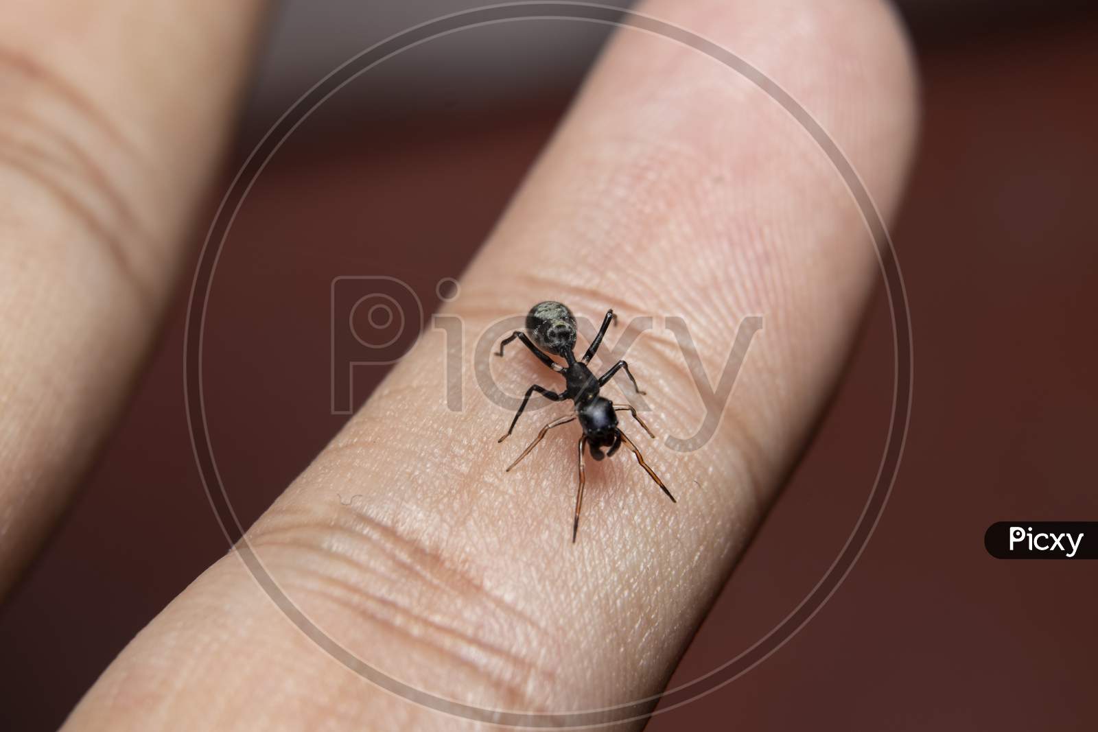 Ant Mimicking Jumping Spider On Finger