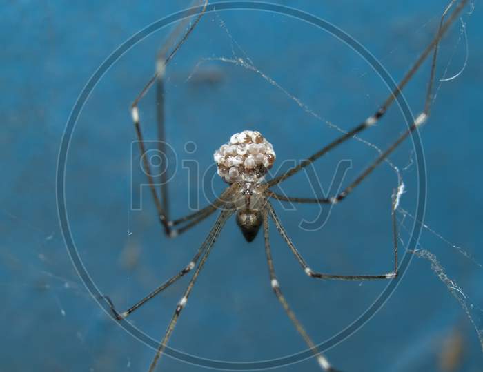 A Mother Cellar Spider